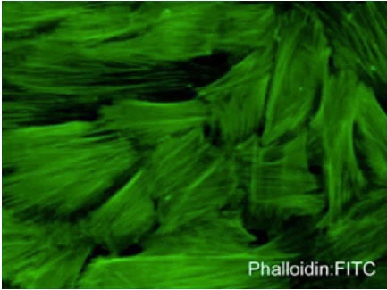 Phalloidin:FITC