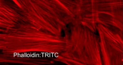 Phalloidin:TRITC