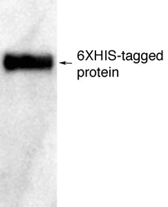 Polyhistidine Anti-6XHIS (for Westerns) Antibody