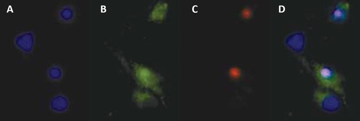 Propidium Iodide Stain - Image 3