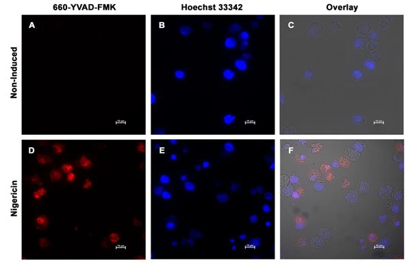 Pyroptosis/Caspase-1 Assay - Far Red Fluorescent - Image 4