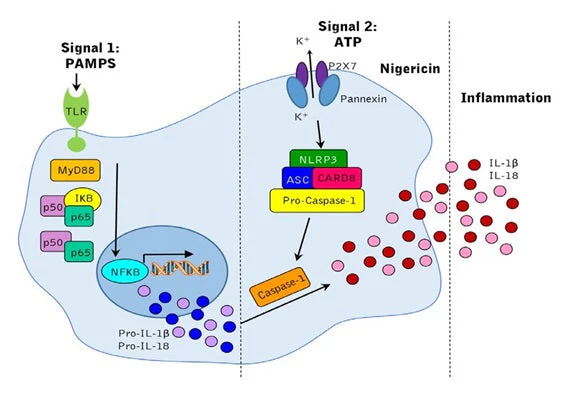 Pyroptosis/Caspase-1 Assay - Green Fluorescent
