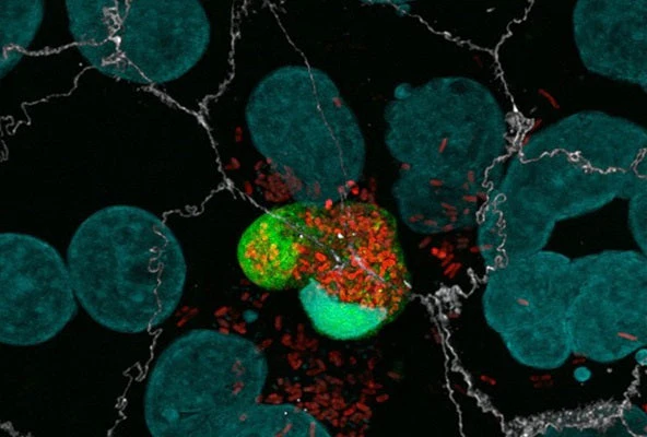 Pyroptosis/Caspase-1 Assay - Green Fluorescent - Image 2
