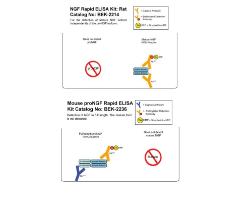 Rat mNGF/proNGF Combo Rapid ELISA Assay