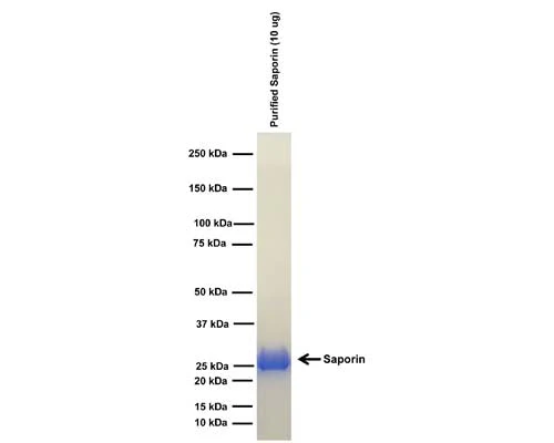 Ribosome-inactivating Saporin-6 (Saporin), Plant, Purified Native Protein
