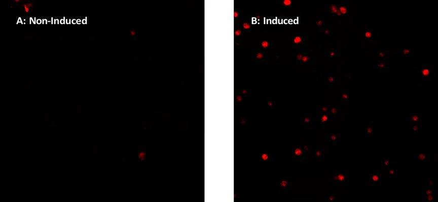 Red Fluorescent SR-FLICA® Caspase-8 (LETD) Assay Kit