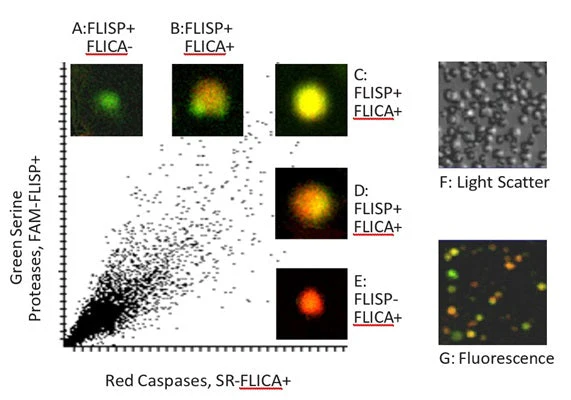 Red Fluorescent SR-FLICA® Poly (active) Caspase (VAD) Assay Kit