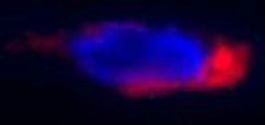 Red Fluorescent SR-FLICA® Poly (active) Caspase (VAD) Assay Kit - Image 2