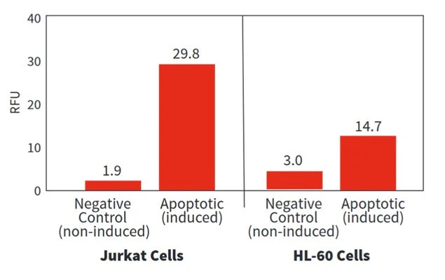 Red Fluorescent SR-FLICA® Poly (active) Caspase (VAD) Assay Kit - Image 3