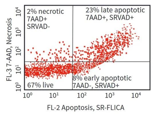 Red Fluorescent SR-FLICA® Poly (active) Caspase (VAD) Assay Kit - Image 4