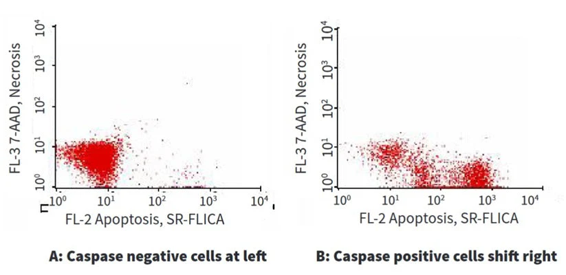 Red Fluorescent SR-FLICA® Poly (active) Caspase (VAD) Assay Kit - Image 5