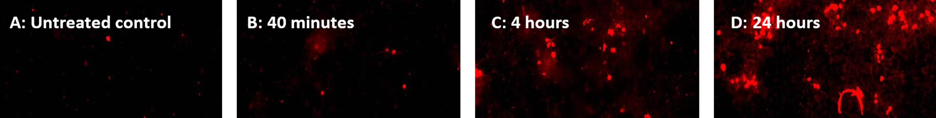 Red Fluorescent SR-FLICA® Poly (active) Caspase (VAD) Assay Kit - Image 6