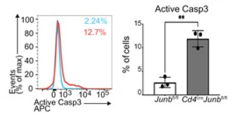 Red Fluorescent SR-FLICA® Poly (active) Caspase (VAD) Assay Kit - Image 7
