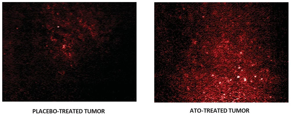 Red Fluorescent SR In vivo Poly (active) Caspase (VAD) Assay - Image 3