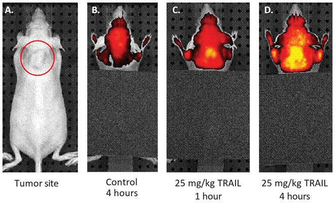 Red Fluorescent SR In vivo Poly (active) Caspase (VAD) Assay - Image 4