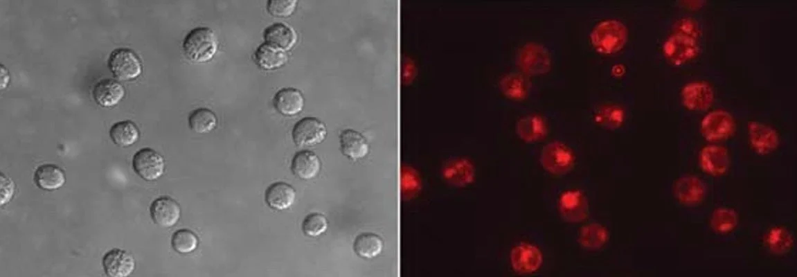 Red Fluorescent SR-VAD-OPH in vitro Poly Caspase Apoptosis Detection Reagent - Image 2