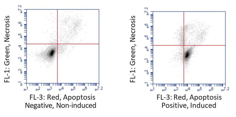 Red Fluorescent SR-VAD-OPH in vitro Poly Caspase Apoptosis Detection Reagent - Image 3