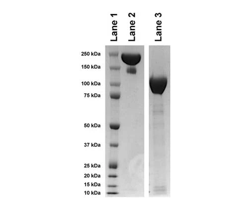 TrkA-Fc Chimera, Human, Purified Recombinant Protein