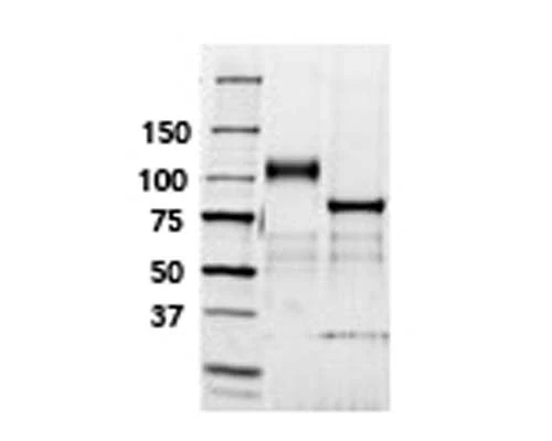 TrkB-Fc Chimera, Human, Purified Recombinant Protein