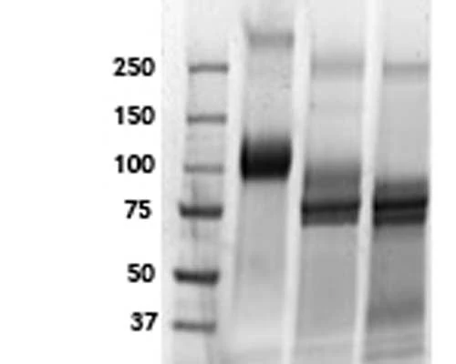 TrkB-Fc Chimera, Human, Purified Recombinant Protein