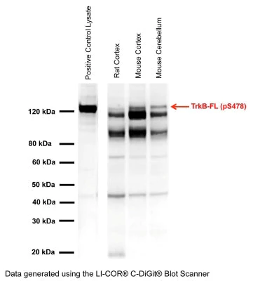 TrkB (pS478) Positive Control Cell Lysate (Mouse NSC-34)